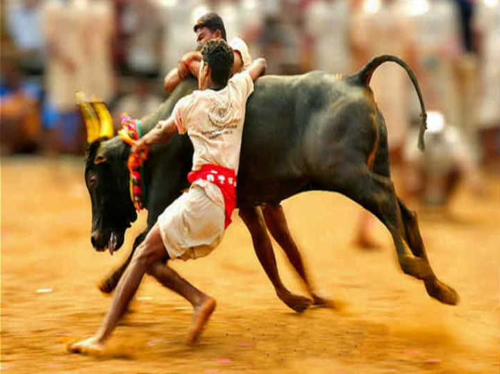 The what, why and how of the jallikattu judgment by the Supreme Court – The  Leaflet