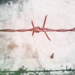 barb-wires-barbed-wire-blur-border-593101