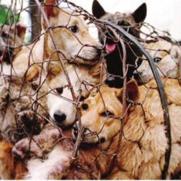 CRUELTY OF THE VOICELESS
